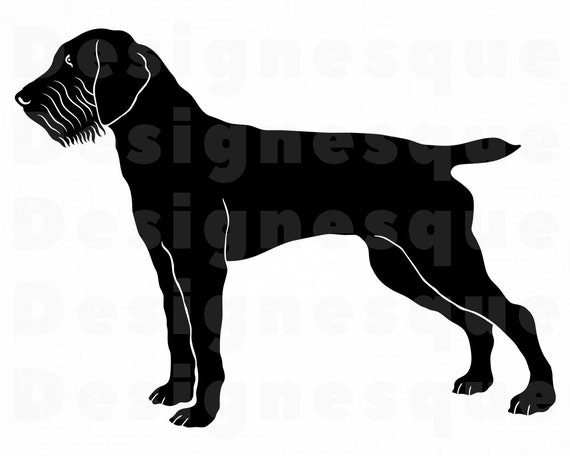 little egypt pudelpointers