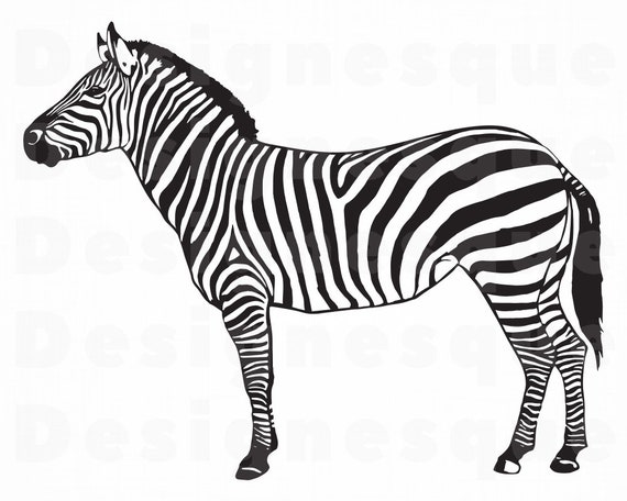 Download Zebra 2 SVG Zebra SVG Zebra Clipart Zebra Files for | Etsy