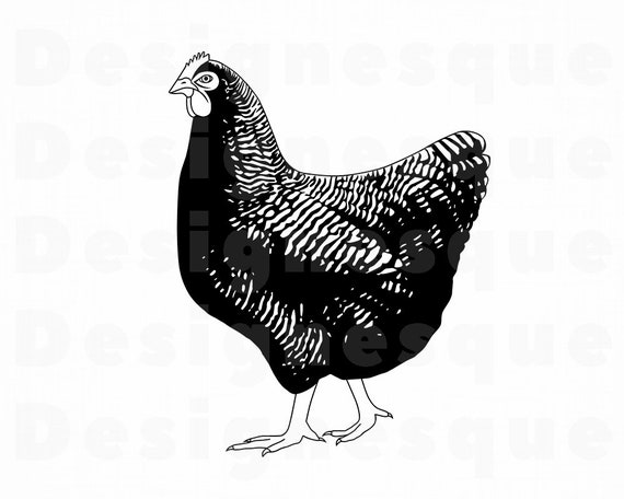 Download Chicken Svg Chicken Clipart Chicken Files For Cricut Etsy