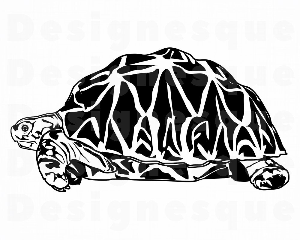 Turtle Files for Cricut Turtle Clipart Tortoise SVG Dxf Turtle #3 SVG Turtle Svg Png Eps Sea Creatures SVG Cut Files For Silhouette