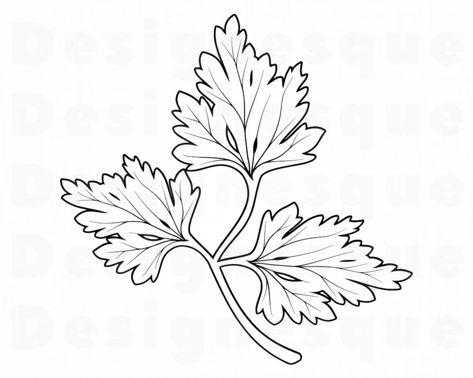 Parsley 2 SVG Parsley SVG Herb Svg Vegetables Svg Parsley Etsy UK