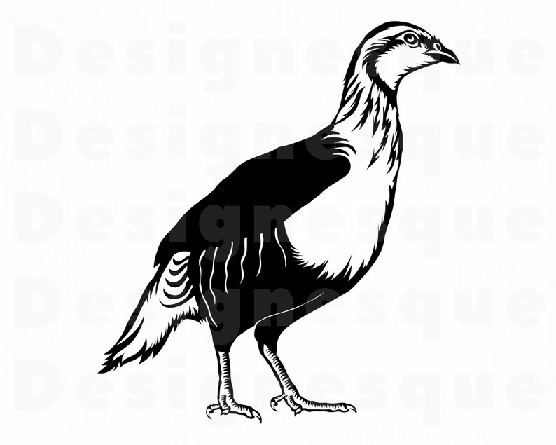 Partridge SVG Bird Svg Partridge Clipart Partridge Files | Etsy