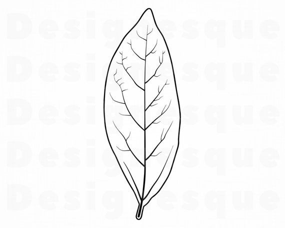 Bay Leaf Outline SVG Bay Leaf Clipart Bay Leaf Files for | Etsy