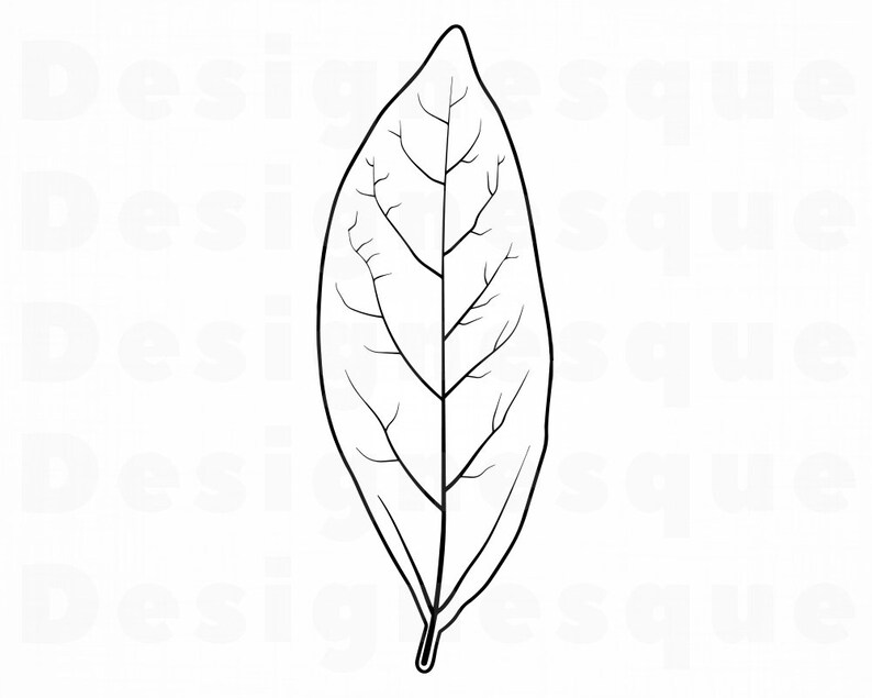 Bay Leaf Outline SVG Bay Leaf Clipart Bay Leaf Files for | Etsy