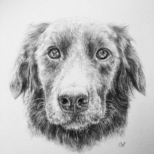 Custom pet portrait, pen drawing, pet memorabilia, custom gifts, custom dog portrait, A4 pet portrait, gifts for him, gifts for her shops