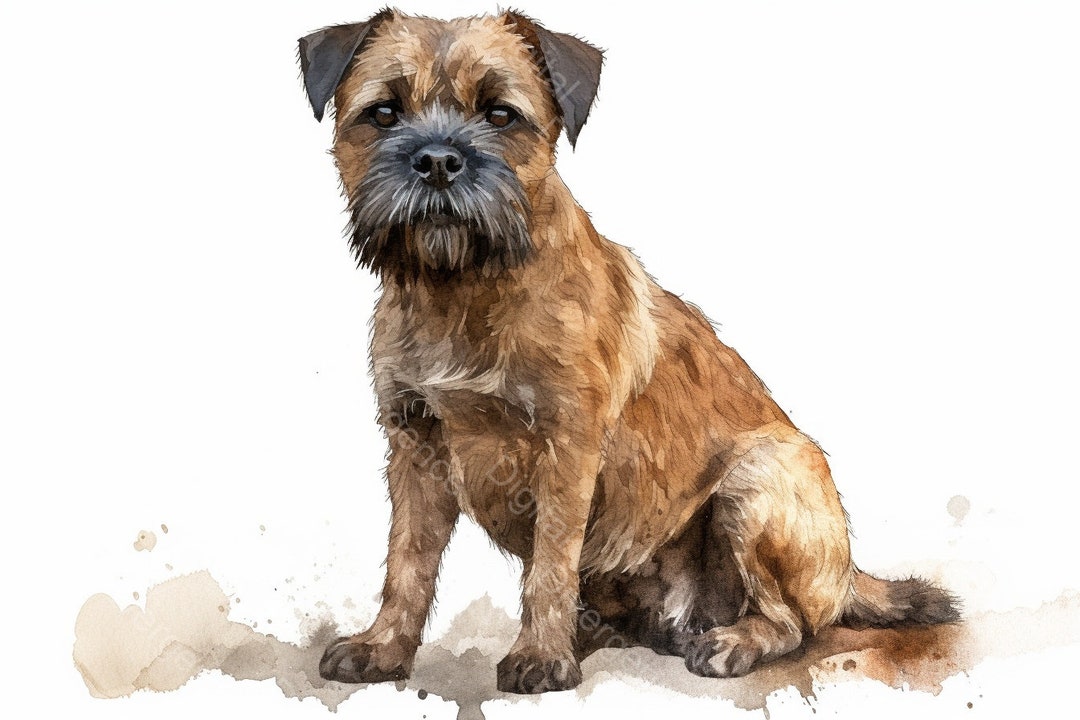 Border Terrier Clipart Set 10 Highquality Watercolor Jpgs Etsy