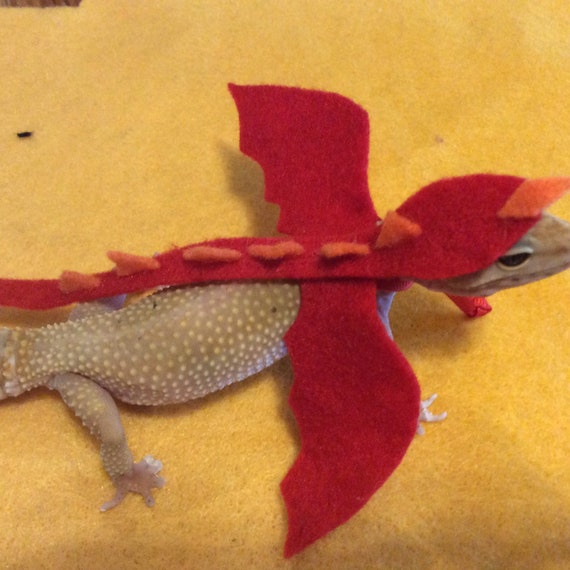 leopard gecko dragon