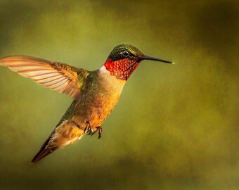 Hummingbird Wall Art