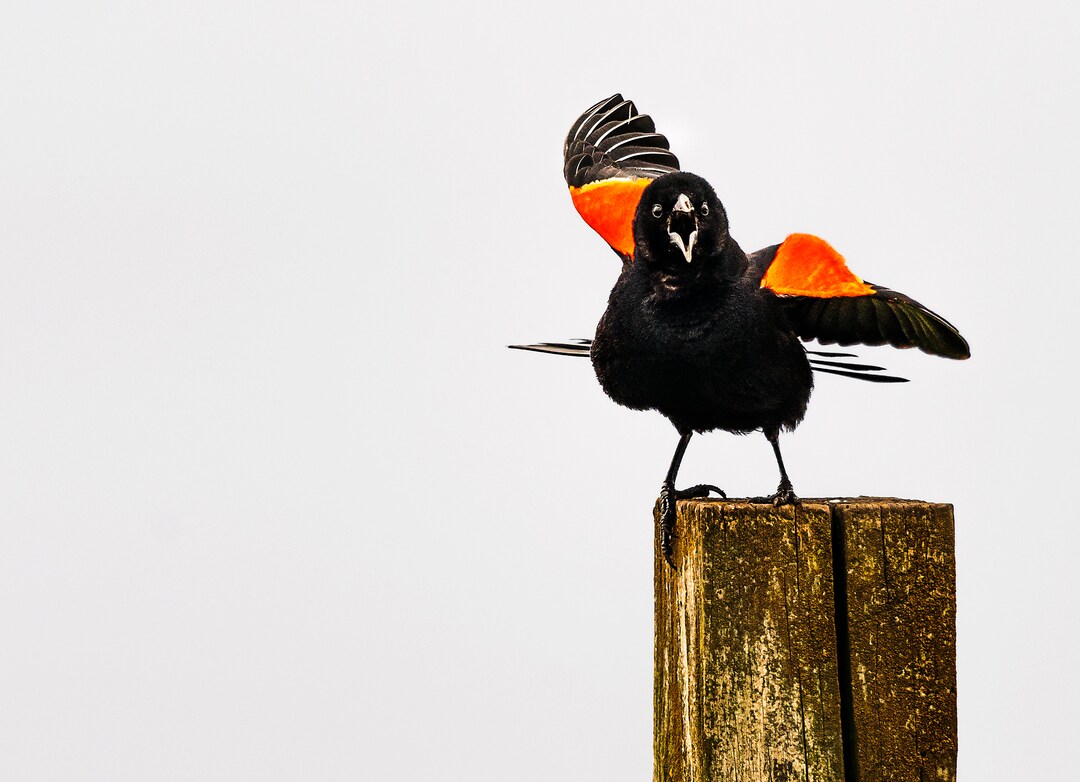 Red-winged Blackbird Wall Art Print - Etsy