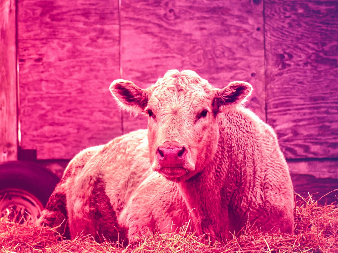 Cow Art Print Cow Wall Art Cow Lovers Wall Art Cow Photography Cow Wall