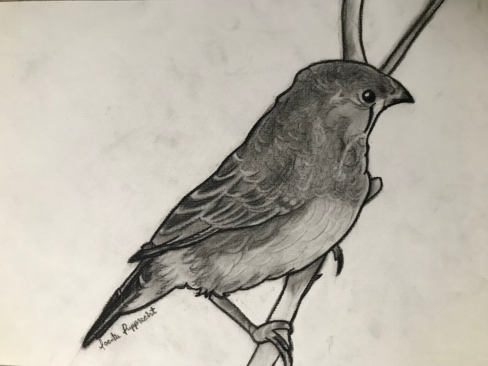 9x12 Charcoal Zebra Finch Etsy