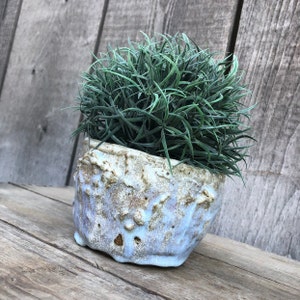 May include: A small, white ceramic planter with a textured surface. The planter is filled with a green, leafy plant.