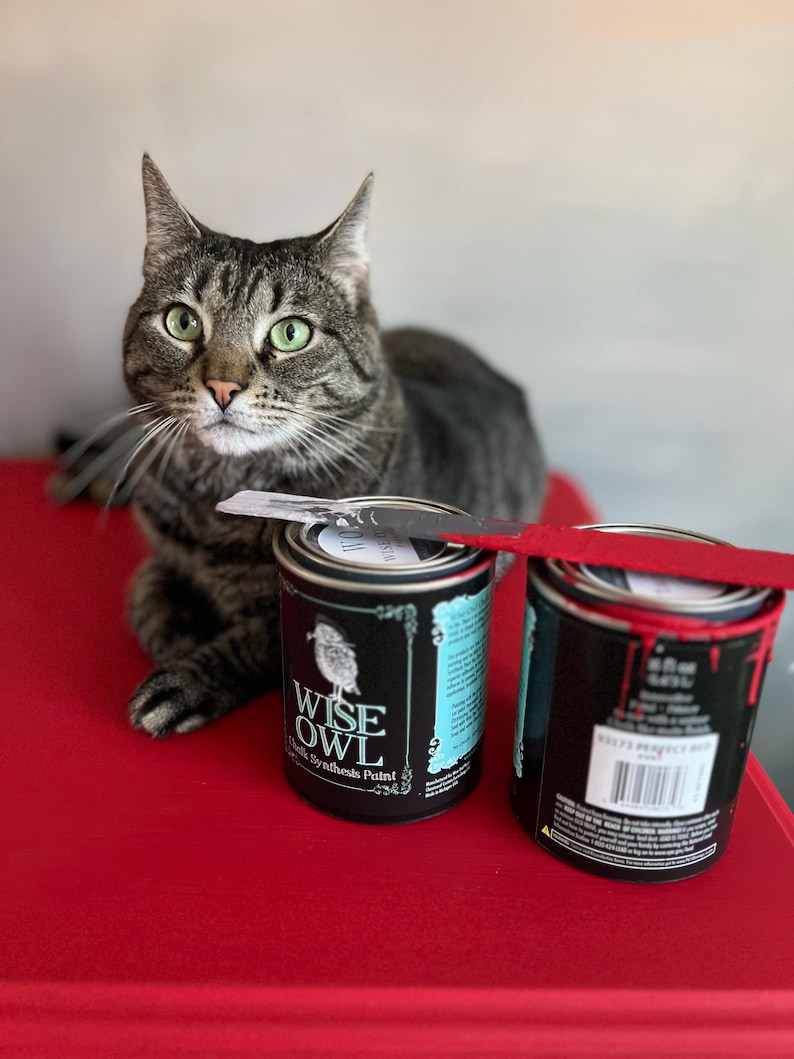 Pode incluir: Um gato tigrado est&aacute; sentado em uma superf&iacute;cie vermelha com duas latas de tinta de s&iacute;ntese de giz Wise Owl Chalk Synthesis. Uma lata est&aacute; aberta e a outra est&aacute; fechada. A lata aberta tem um r&oacute;tulo azul e branco com o logotipo Wise Owl e o texto "Chalk Synthesis Paint". A lata fechada tem um r&oacute;tulo preto com texto branco.