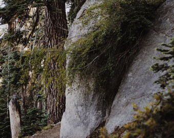 May include: A large, grey rock with green foliage growing on it. The rock is in a woodland setting with tall trees and a dirt path leading to it.