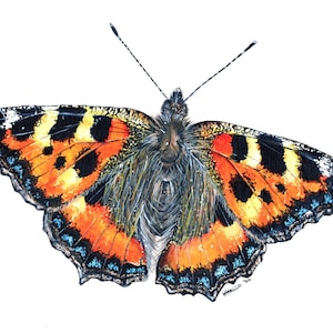Tortoiseshell Butterfly Card, Butterfly card, Greetings card, Insect card, Bug card, Animal cards, Blank greetings card, Butterfly