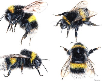 Bienendruck, Bienen-Kunstwerk, Bee Malerei, Hummel, Hummel, Hummel Druck, britische Natur Druck, britische Tierwelt, Wandkunst, Kindergarten Druck, Bienenkunst