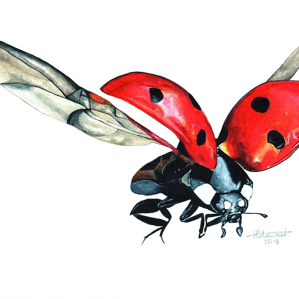 Ladybird, Ladybird Print, Ladybird Painting, Ladybird Artwork, Insect Painting, Insect Print, Insect Artwork, British Wildlife, Wildlife