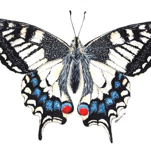 Schwalbenschwanz Schmetterling, Schmetterling Druck, Schmetterling Malerei, Schmetterling Kunstwerk, Insekt Druck, Insekt Malerei, Insekt Kunstwerk, Druck