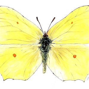May include: A yellow butterfly with orange spots on its wings. The butterfly is spread out with its wings open.