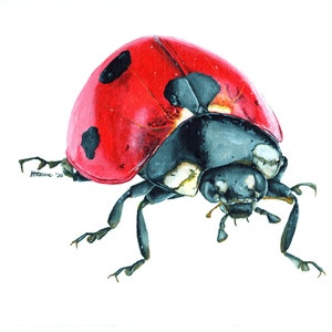 Ladybird, Ladybird Print, Ladybird Painting, Ladybird Artwork, Insect Painting, Insect Print, Insect Artwork, British Wildlife, Wildlife