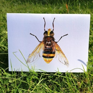Carte frelon syrphe, carte de voeux, carte insecte, carte insecte, cartes animal, carte de voeux vierge, carte d'anniversaire, carte de fête, carte vierge