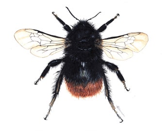 Rot-tailed Hummel Biene Druck Bee Artwork, Bee-Malerei, Hummel, Hummel Druck, Natur-Druck, britischen Wildlife Wand Kunst, Biene