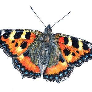 Tortoiseshell Butterfly, Butterfly Print, Butterfly Painting, Butterfly Artwork, Insect Print, Insect Artwork, Insect Painting, Wildlife