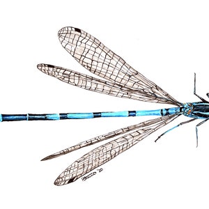 Damselfly, Damselfly Print, Damselfly Painting, Damselfly Artwork, Insect Artwork, Insect Print, British Wildlife, Wildlife Art, Bug Art