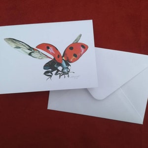 Carte coccinelle, carte coccinelle, carte de voeux, carte insecte, carte insecte, cartes animal, carte de voeux vierge, carte d'anniversaire, coccinelle, coccinelle