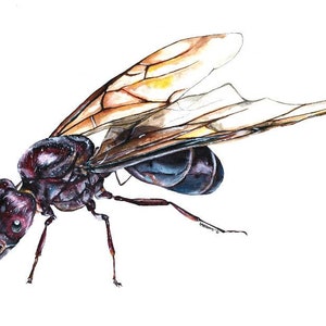 Flying Ant Card, Greetings card, Insect card, Bug card, Animal cards, Blank greetings card, Birthday card, Ant, Celebration card, Black card