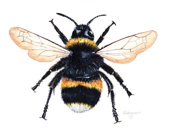 Bienendruck, Bienen-Kunstwerk, Bee Malerei, Hummel, Hummel, Hummel Druck, britische Natur Druck, britische Tierwelt, Wandkunst, Kindergarten Druck, Bienenkunst