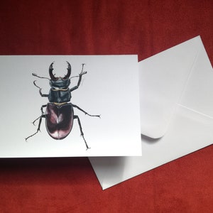Stag Beetle Card, Beetle card, Greetings card, Insect card, Beetle card, Animal cards, Blank greetings card, Birthday card, Stag Beetle