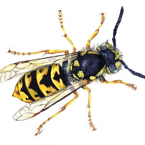 Wasp, Wasp Print, Wasp Painting, Wasp Artwork, Insect artwork, Insect Print, Insect Painting, Acrylic Painting, British Wildlife, Wasp Gifts