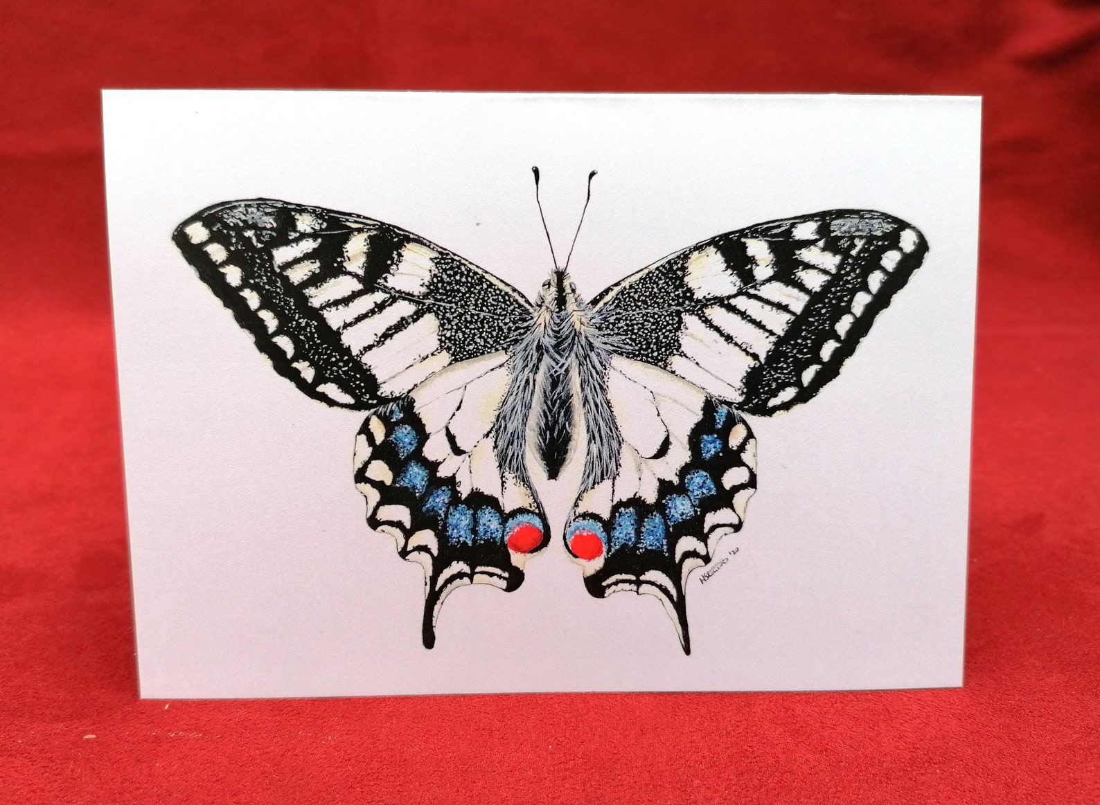 Swallowtail Butterfly Card Butterfly Card Greetings Card - Etsy India