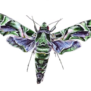 Carte de papillon laurier-rose, carte de papillon de nuit, carte de voeux, carte d'insecte, carte d'insecte, carte de voeux vierge, carte d'anniversaire, papillon de nuit, papillon de nuit éléphant