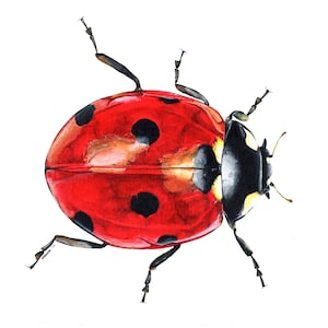 Ladybird, Ladybird Print, Ladybird Painting, Ladybird Artwork, Insect Painting, Insect Print, Insect Artwork, British Wildlife, Wildlife
