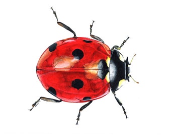 Ladybird, Ladybird Print, Ladybird Painting, Ladybird Artwork, Insect Painting, Insect Print, Insect Artwork, British Wildlife, Wildlife