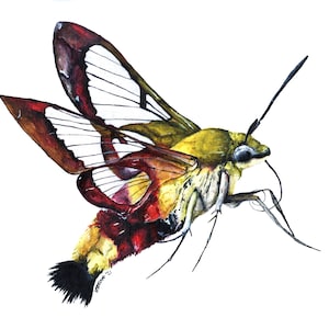 Carte de sphinx, carte de papillons de nuit, carte de voeux, carte d'insecte, carte d'insecte, carte de voeux vierge, carte d'anniversaire, papillon de nuit, sphinx