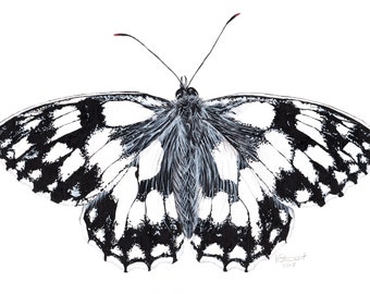 Marbled White Butterfly, Butterfly Print, Butterfly Painting, Butterfly Artwork, Insect Print, Insect Artwork, Insect Painting, Wildlife