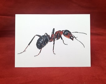 Ant Card, Greetings card, Insect card, Bug card, Animal cards, Blank greetings card, Birthday card, Ant, Celebration card, Black cards, Bugs