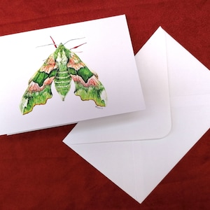 Lime Hawk Moth Karte, Hawk Moth, Moth Karte, Grußkarte, Insekt Karte, Tier Karten, Blanko Grußkarte, Geburtstagskarte, Schmetterling, Karten
