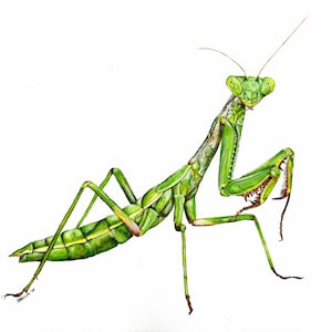 Praying Mantis, Praying Mantis Print, Praying Mantis Painting, Praying Mantis Artwork, Mantis, Insect Artwork, Insect Print, Wildlife Art
