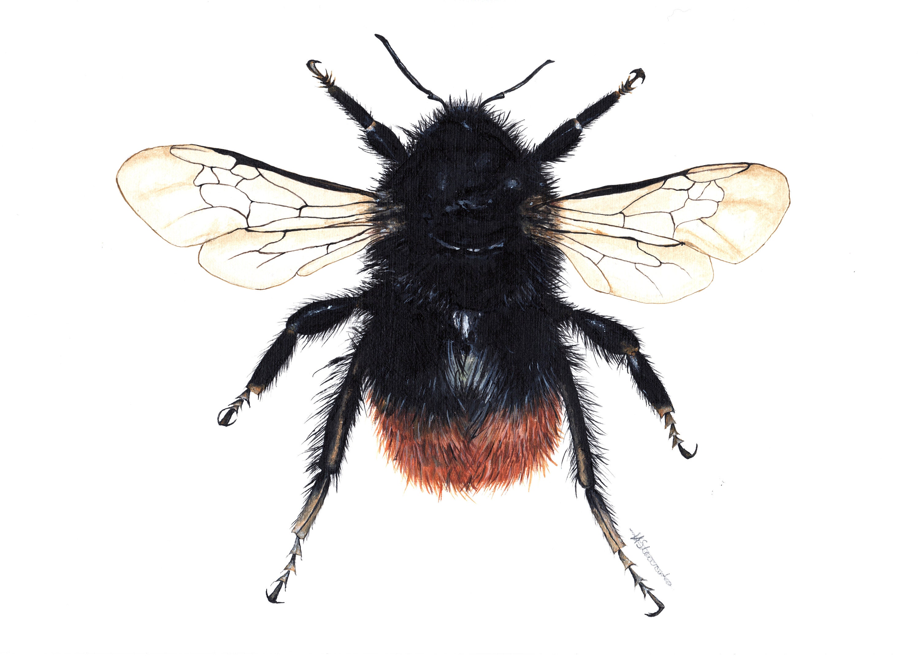 Tilfældig huh Klasseværelse Original Bee Painting Red-tailed Bumblebee Bee Artwork Bee - Etsy
