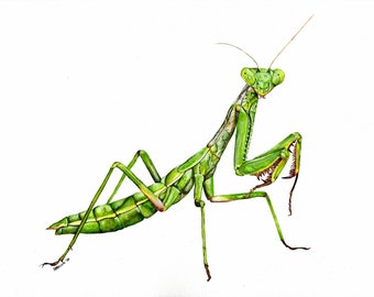 アクリル カマキリの絵画、カマキリのアートワーク、カマキリの絵画