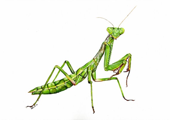 アクリル カマキリの絵画、カマキリのアートワーク、カマキリの絵画