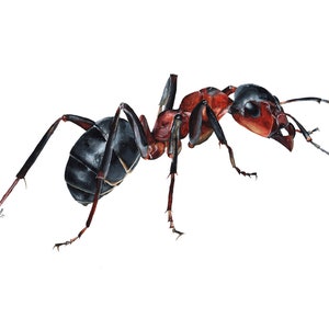 Ant, Ant Print, Bug Print, Bug Artwork, Bug Painting, Insect Print, Wall Art, Nursery Print, Bug Art, Ant Art, Ant Painting, Wildlife Art