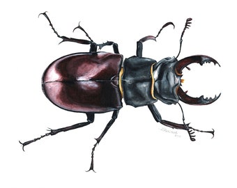 Stag Beetle Print, Beetle Artwork, Beetle Painting, Stag Beetle, Beetle Print, Nature Print, Wildlife, Wall Art, Nursery Print, Beetle Art