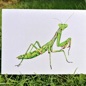 Può includere: Un dipinto ad acquerello dettagliato di una mantide religiosa verde su sfondo bianco. La mantide è raffigurata in uno stile realistico con dettagli intricati del suo corpo e delle sue zampe.