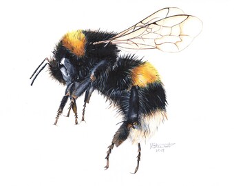 Bienendruck, Bienen-Kunstwerk, Bee Malerei, Hummel, Hummel, Hummel Druck, britische Natur Druck, britische Tierwelt, Wandkunst, Kindergarten Druck, Bienenkunst