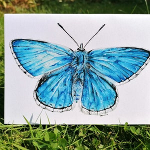 Adonis blue Schmetterling Karte, Schmetterling Karte, Grußkarte, Insekt Karte, Bug Karte, Tier Karten, Blanko Grußkarte, Blauer Schmetterling
